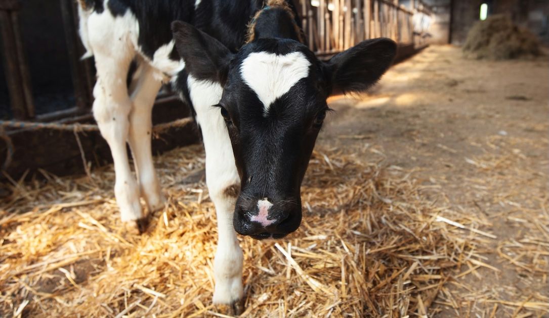 Another Russian dairy company reportedly disrupted by cyberattack