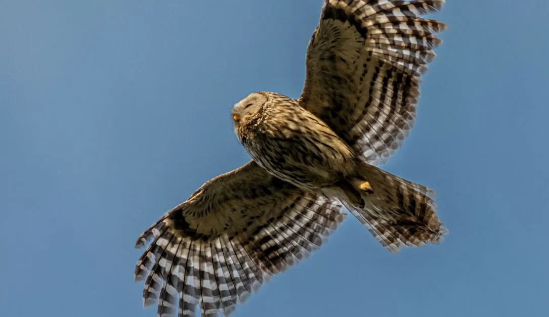 Pro-Ukraine hacker group Black Owl poses ‘major threat’ to Russia, Kaspersky says