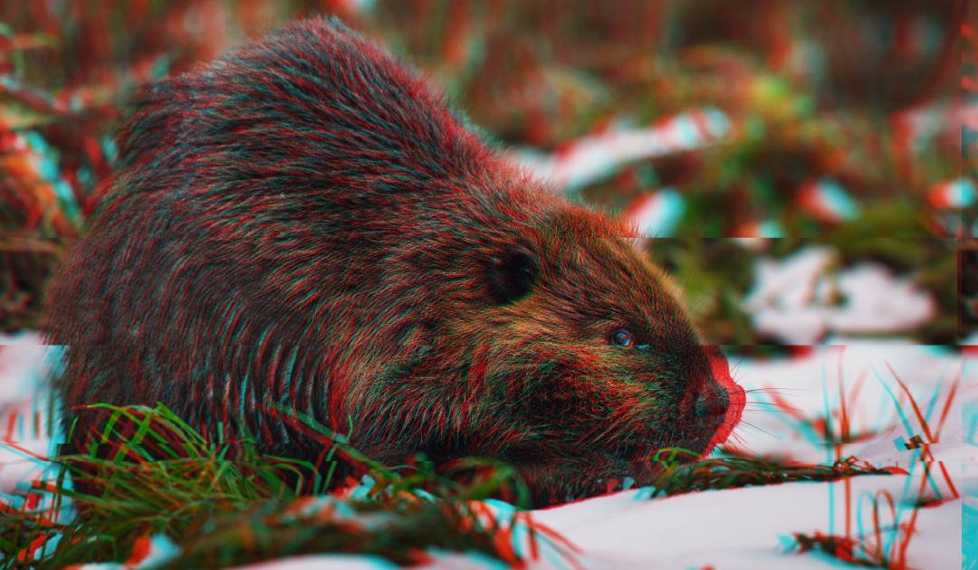 illustration of distorted beaver