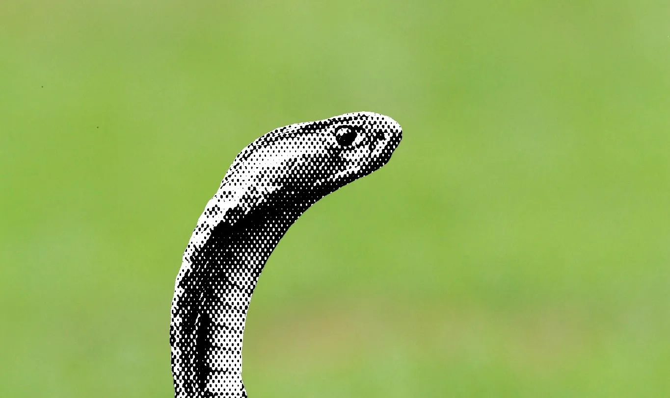 viper-snake-APT