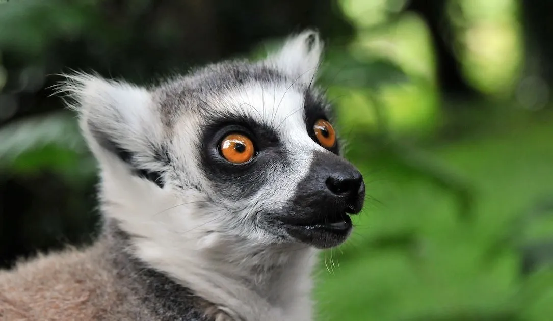 Irish wildlife park warns visitors to block their bank cards after cyberattack discovered