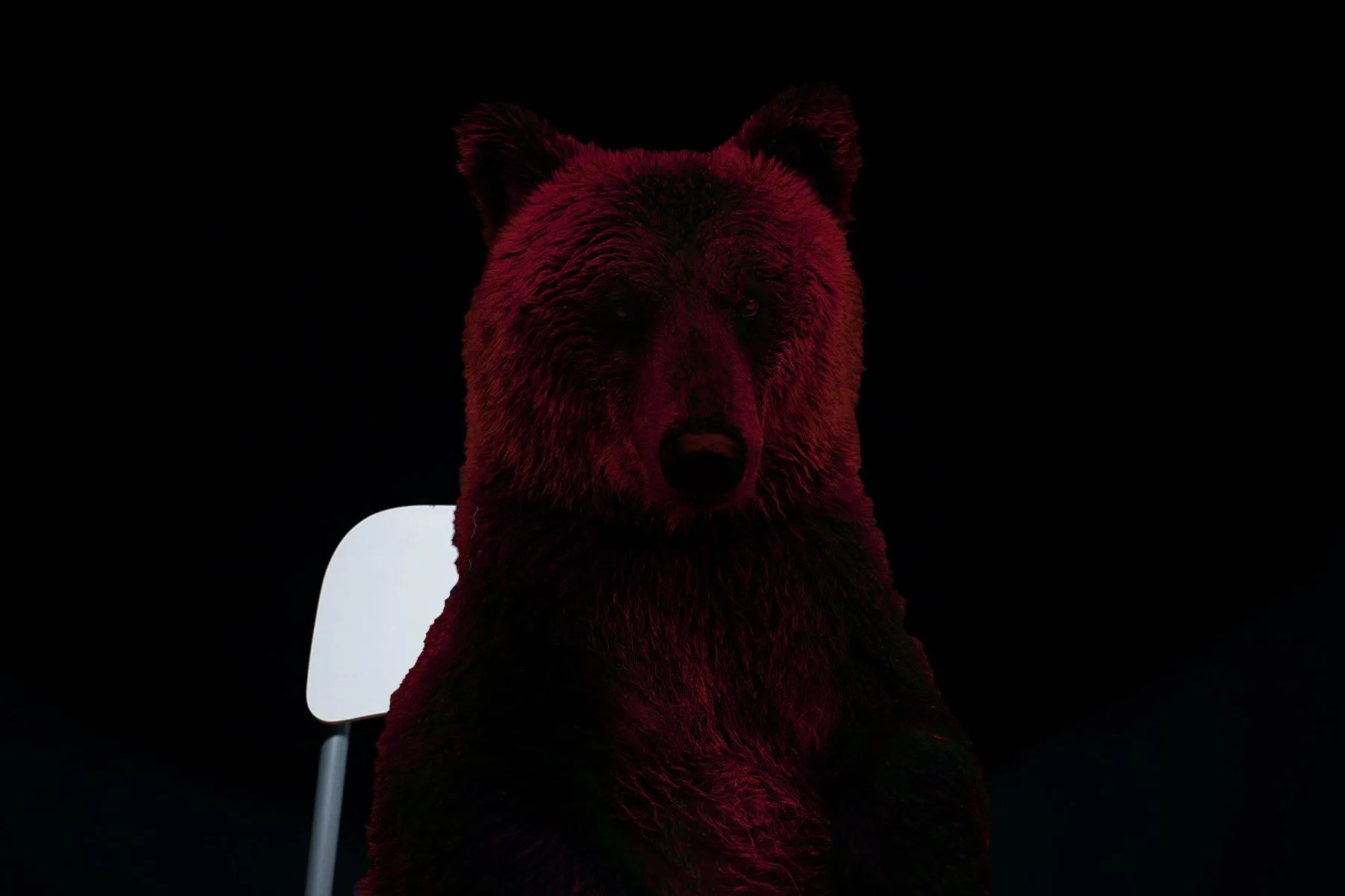 Interview-Bear-Red