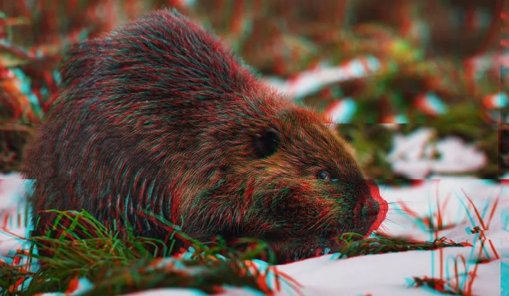 illustration of distorted beaver