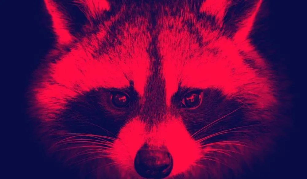 raccoon