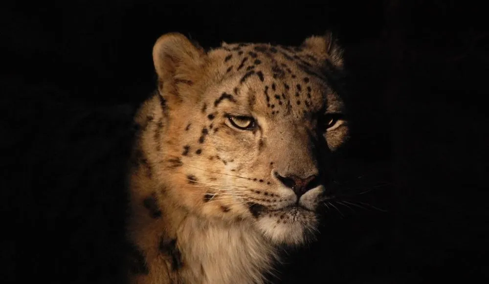 snow leopard, Toronto Zoo