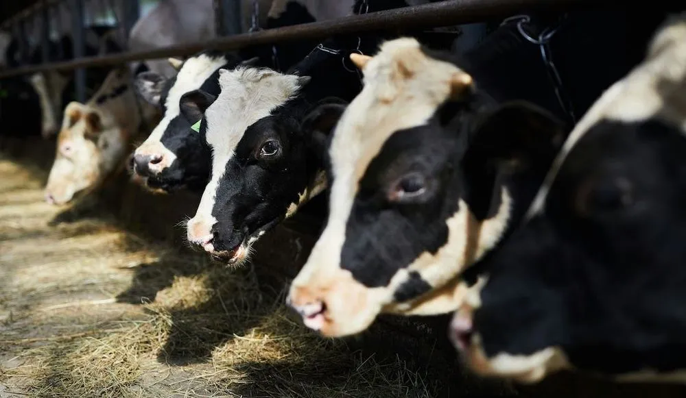 dairy cows