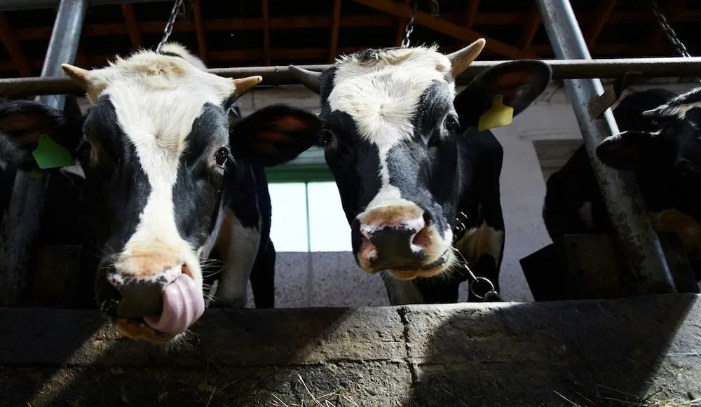 dairy cows