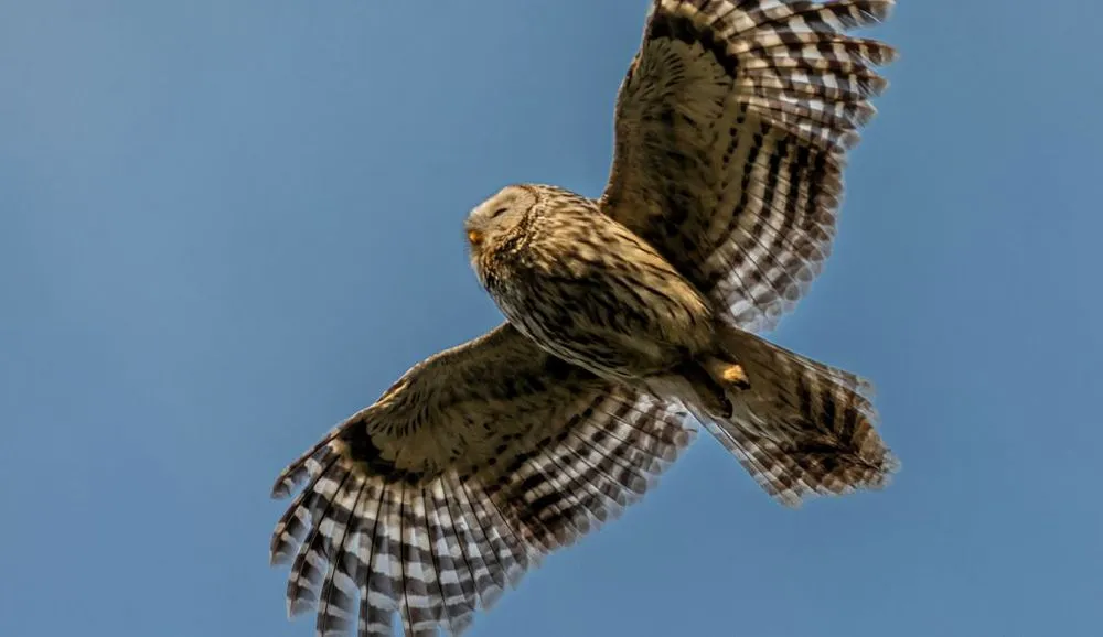 owl