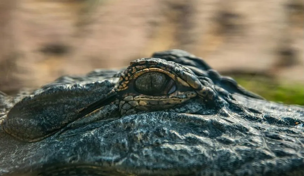 crocodile