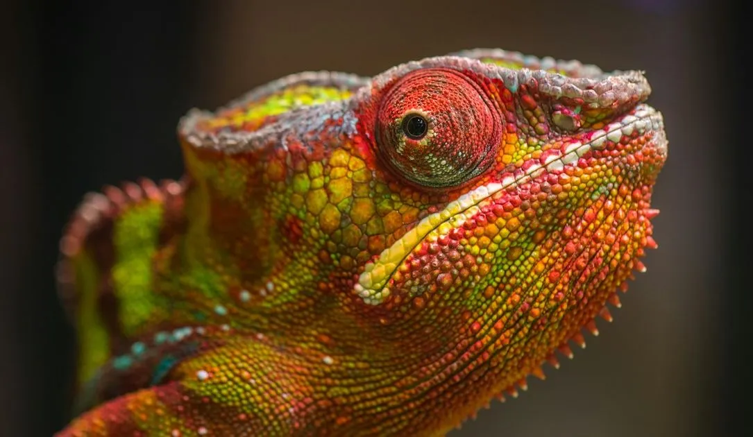 chameleon