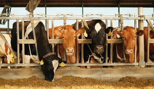 Cattle