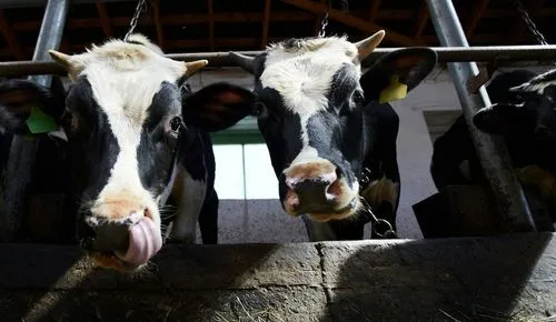 dairy cows