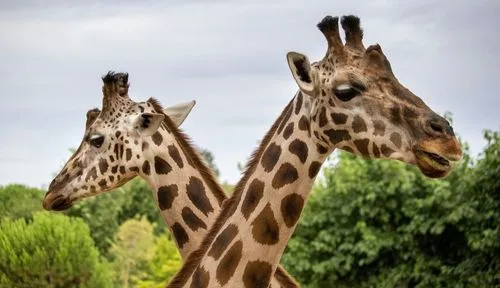 zoo giraffe