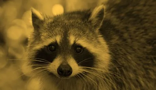 raccoon