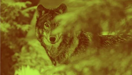 wolf