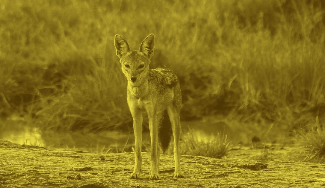 State-backed ‘GoldenJackal’ hackers deploy new tools against government entities - threcord.media(cybercrime)