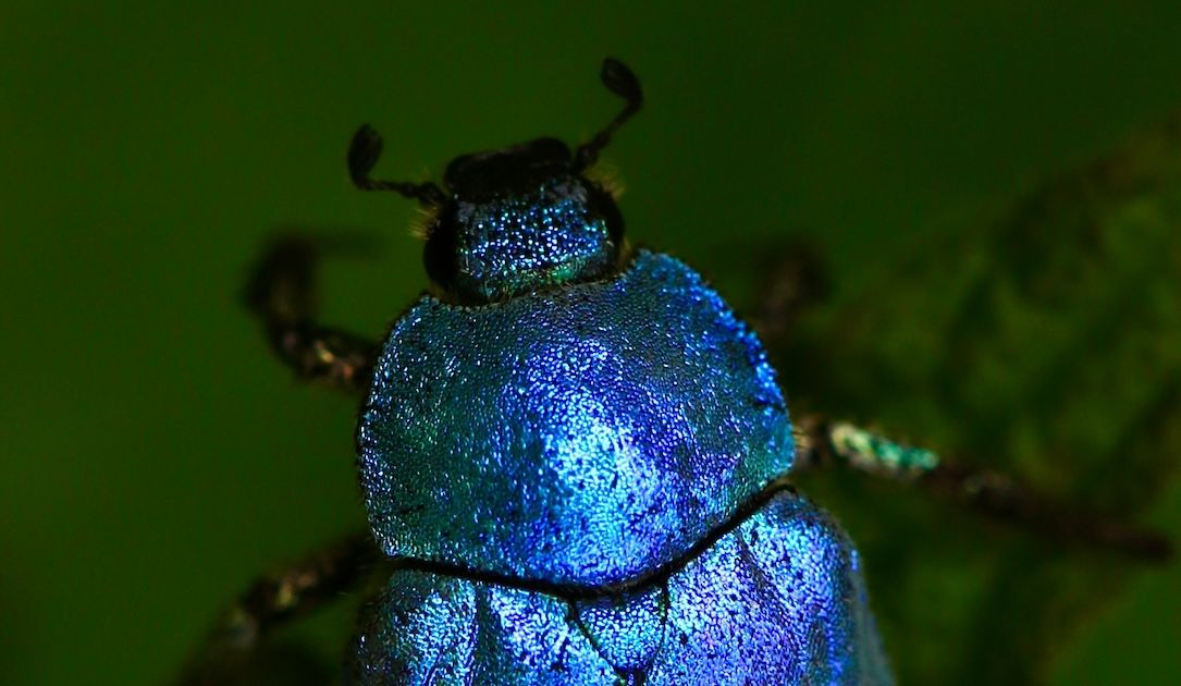 New but 'immature' ransomware group CosmicBeetle targets small businesses - threcord.media(cybercrime)