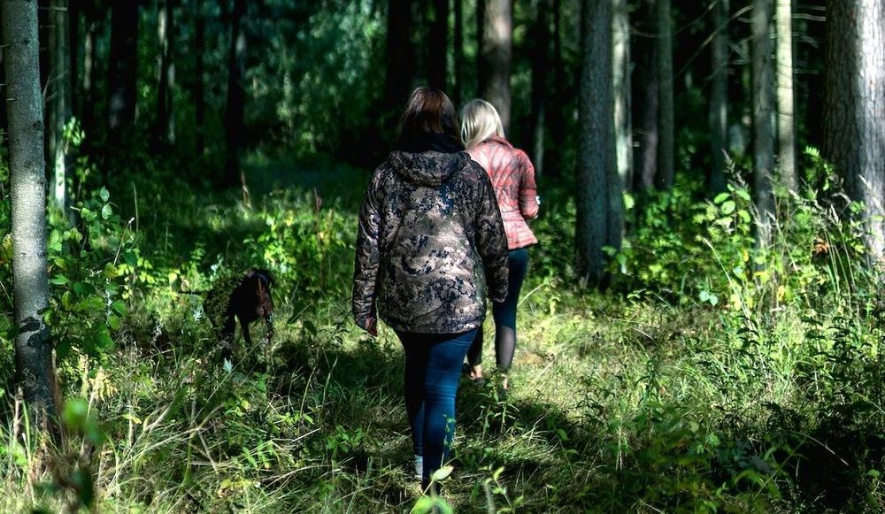 Latvia forest