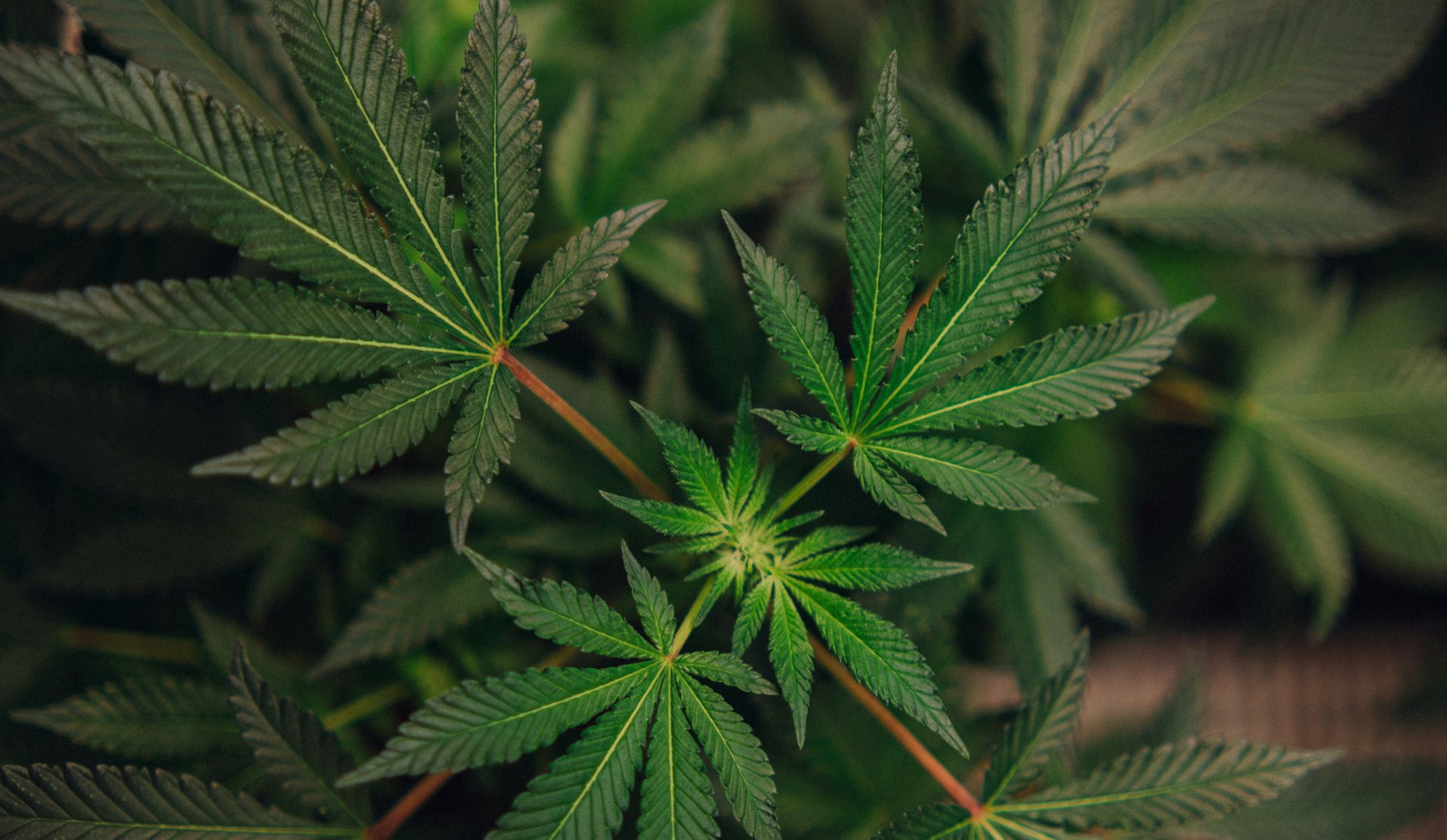 Marijuana dispensary STIIIZY warns of leaked IDs after November data breach - threcord.media(cybercrime)