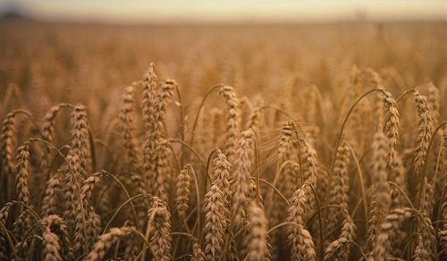 Grain