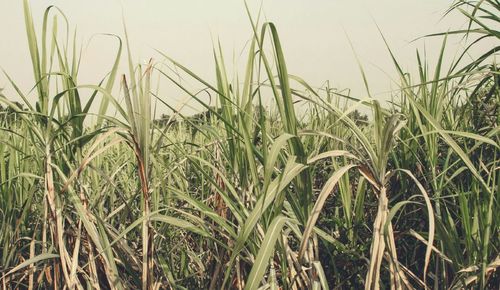 sugar cane