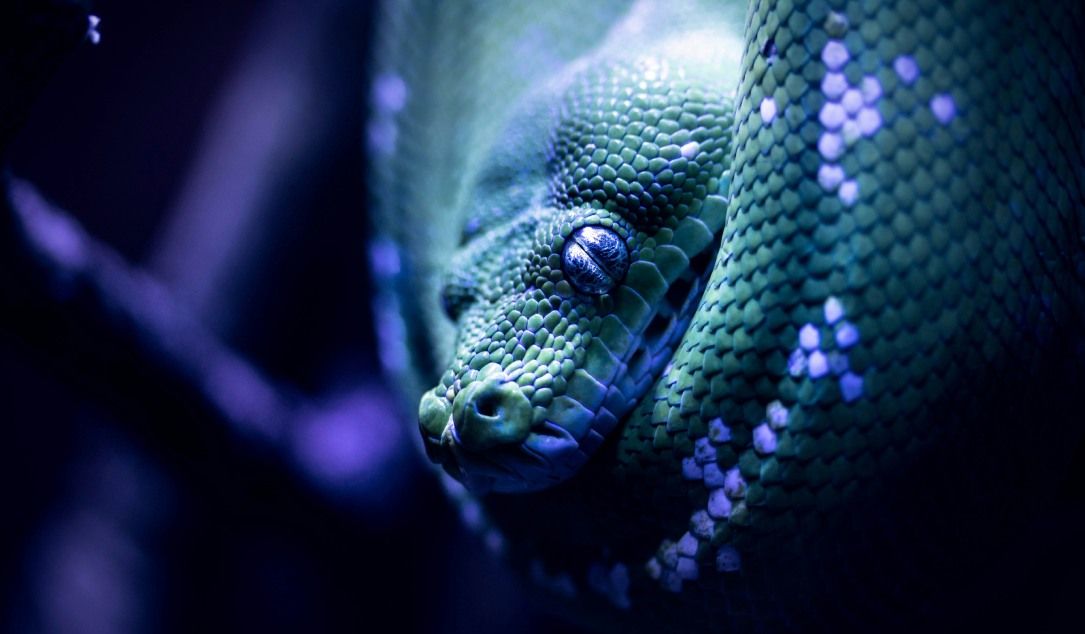 North Korean state hackers seen using Medusa ransomware in attacks on US, Middle East - threcord.media(tech)